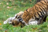 DZD01165780 Siberische tijger / Panthera tigris altaica