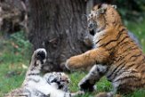 DZD01165787 Siberische tijger / Panthera tigris altaica