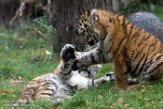 DZD01165788 Siberische tijger / Panthera tigris altaica