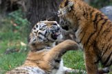 DZD01165789 Siberische tijger / Panthera tigris altaica