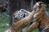 DZD01165791 Siberische tijger / Panthera tigris altaica