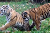DZD01165794 Siberische tijger / Panthera tigris altaica