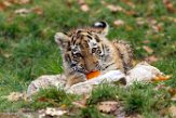 DZD01165801 Siberische tijger / Panthera tigris altaica