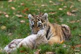 DZD01165810 Siberische tijger / Panthera tigris altaica