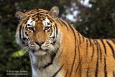 DZD01165848 Siberische tijger / Panthera tigris altaica