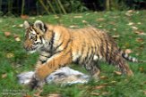 DZD01165857 Siberische tijger / Panthera tigris altaica