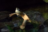 DAD01186938 driestreepdoosschildpad / Cuora trifasciata