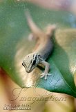 DZF0111A-908 azuurblauwe daggekko / Lygodactylus williamsi
