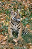 DZF0111A-998 Sumatraanse tijger / Panthera tigris sumatrae