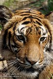 DBH01087525 Maleise tijger / Panthera tigris jacksoni