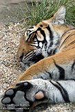 DBH01087532 Maleise tijger / Panthera tigris jacksoni