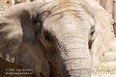 DBH01087561 Zuid-Afrikaanse olifant / Loxodonta africana africana