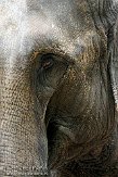 DTH01094232 Aziatische olifant / Elephas maximus