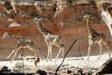DEH01107402 Rothschildgiraffe / Giraffa camelopardalis rothschildi