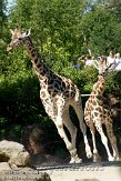 DEH01107410 Rothschildgiraffe / Giraffa camelopardalis rothschildi