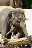 DEH01107534 Aziatische olifant / Elephas maximus