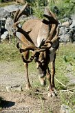 DEH01107694 Noord-Amerikaanse kariboe / Rangifer tarandus caribou