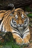 DZK01139938 Siberische tijger / Panthera tigris altaica