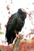 DZK01139961 Kaapse ibis / Geronticus calvus