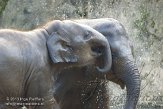 DZK0113A046 Aziatische olifant / Elephas maximus