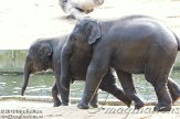 DZK0113A058 Aziatische olifant / Elephas maximus