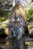 DZL01119635 Siberische tijger / Panthera tigris altaica