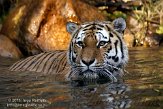 DZL01119644 Siberische tijger / Panthera tigris altaica