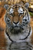 DZL01119653 Siberische tijger / Panthera tigris altaica