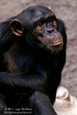 DZL01119687 chimpansee / Pan troglodytes