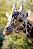 DZL01119706 Rothschildgiraffe / Giraffa camelopardalis rothschildi