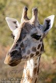 DZL01119708 Rothschildgiraffe / Giraffa camelopardalis rothschildi