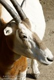 DZL01119730 algazel / Oryx dammah
