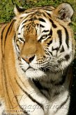 DZL01119787 Siberische tijger / Panthera tigris altaica