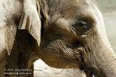 DHM01085990 Aziatische olifant / Elephas maximus