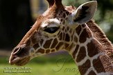 DHM01085999 netgiraf / Giraffa camelopardalis reticulata