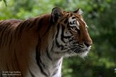 DHM01213774 Siberische tijger / Panthera tigris altaica