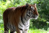 DHM01213776 Siberische tijger / Panthera tigris altaica