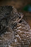 DHM01213861 Crotalus vegrandis (Uracoan rattlesnake)