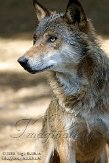DNT01087775 Europese wolf / Canis lupus lupus
