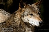 DNT01087790 Europese wolf / Canis lupus lupus