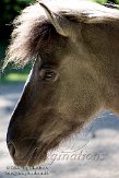 DNT01087821 tarpan / Equus ferus ferus