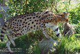 DZO01139776 serval / Leptailurus serval