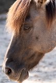DWS01213434 Dülmener-paard / Equus ferus caballus