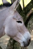 DWS01213445 Somalische wilde ezel / Equus africanus somalicus