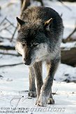 DZG01100454 timberwolf / Canis lupus occidentalis
