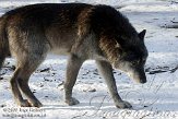 DZG01100456 timberwolf / Canis lupus occidentalis
