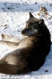 DZG01100462 timberwolf / Canis lupus occidentalis