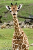 DZG02102494 Rothschildgiraffe / Giraffa camelopardalis rothschildi
