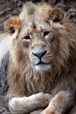 GBEZ01221587 Aziatische leeuw / Panthera leo persica
