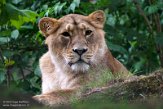 GBEZ01221625 Aziatische leeuw / Panthera leo persica